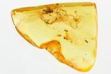 Detailed Fossil Long-Legged Fly, Midges, and Mites In Baltic Amber #381307-1